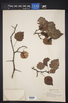 Crataegus arcana image