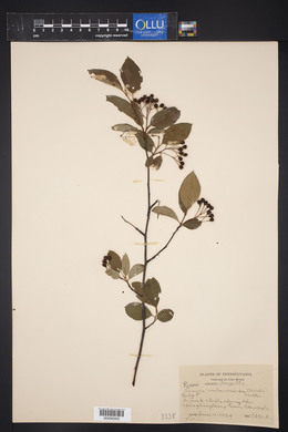 Aronia melanocarpa image