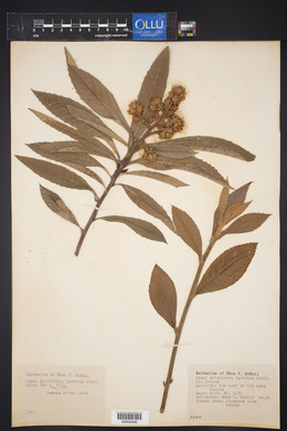 Eriobotrya japonica image