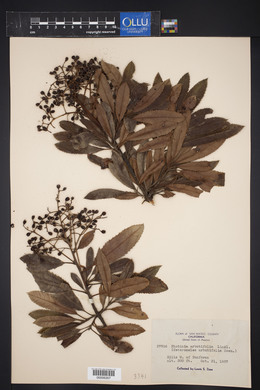 Photinia arbutifolia image