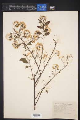 Spiraea albiflora image