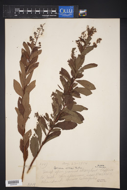 Spiraea alba image