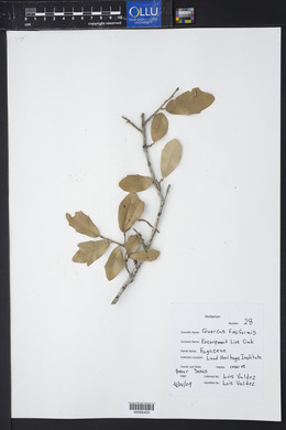 Quercus fusiformis image