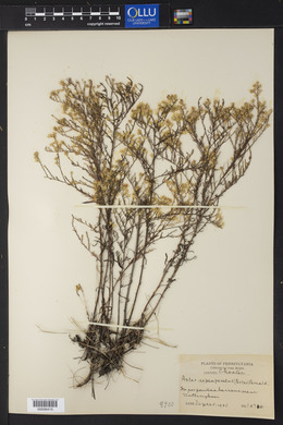 Aster depauperatus image