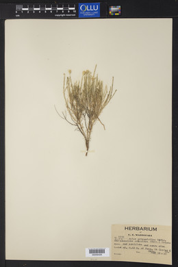 Chaetopappa ericoides image