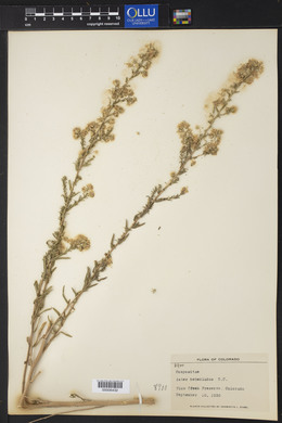 Symphyotrichum ericoides image