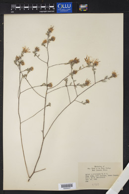 Aster phyllolepis image