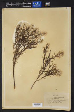 Baccharis angustifolia image