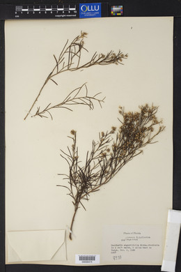 Baccharis angustifolia image