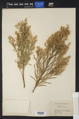 Baccharis angustifolia image