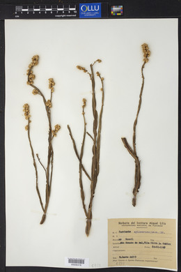 Baccharis cylindrica image