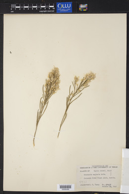 Baccharis neglecta image