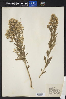 Baccharis salicina image