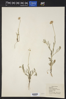 Erigeron pumilus image