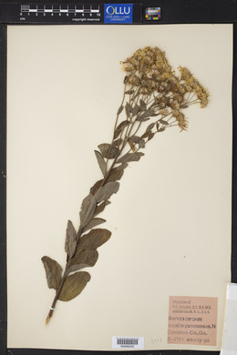 Sericocarpus tortifolius image