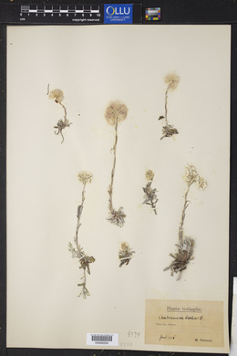 Antennaria dioica image