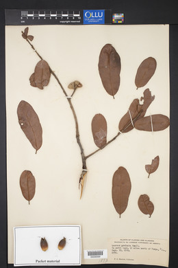 Quercus geminata image