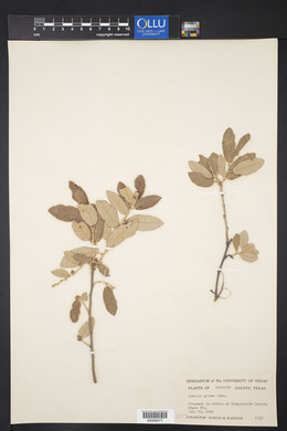 Quercus grisea image