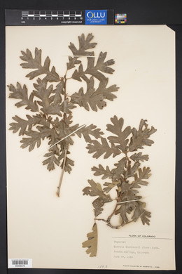 Quercus gambelii var. gambelii image