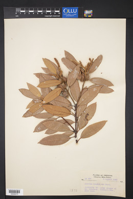 Notholithocarpus densiflorus image