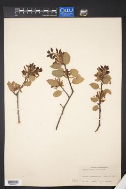 Quercus dumosa image