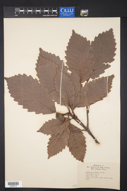 Quercus montana image