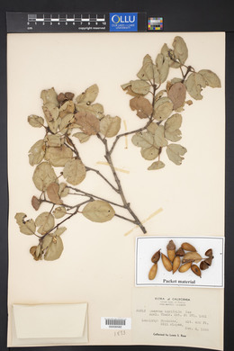 Quercus agrifolia image