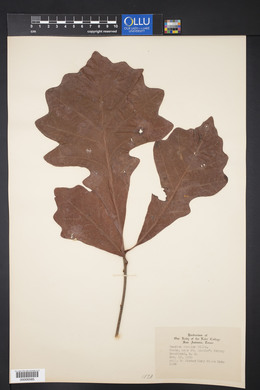 Quercus bicolor image