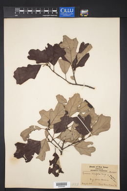 Quercus ilicifolia image