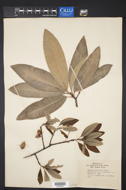 Quercus imbricaria image