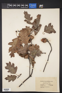 Quercus kelloggii image