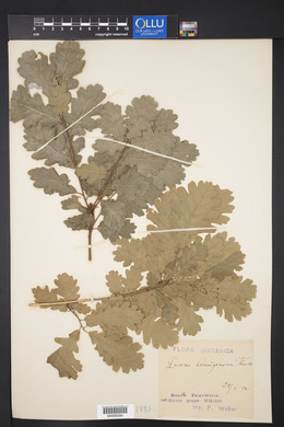 Quercus pubescens image