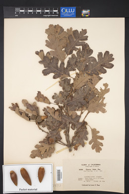 Quercus lobata image