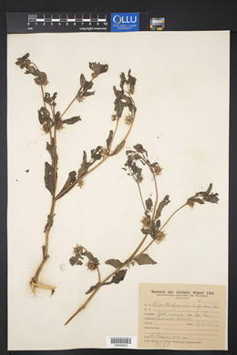 Acanthospermum hispidum image