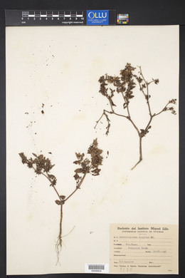 Acanthospermum hispidum image