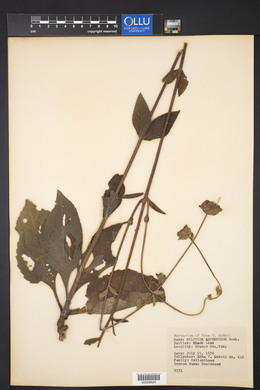 Silphium radula image