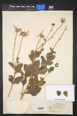 Silphium radula image