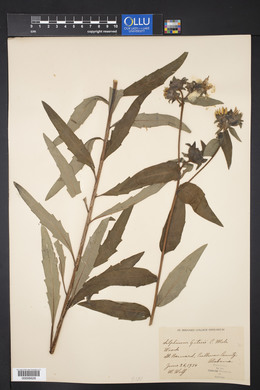 Silphium radula image