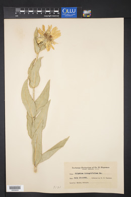 Silphium integrifolium image