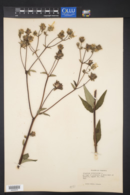 Silphium asteriscus var. trifoliatum image