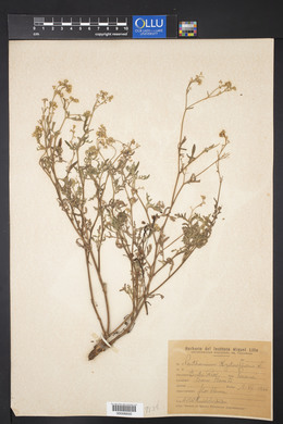 Parthenium hysterophorus image