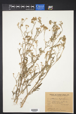 Parthenium hysterophorus image