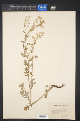 Parthenium confertum var. lyratum image