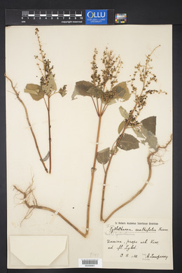 Cyclachaena xanthiifolia image