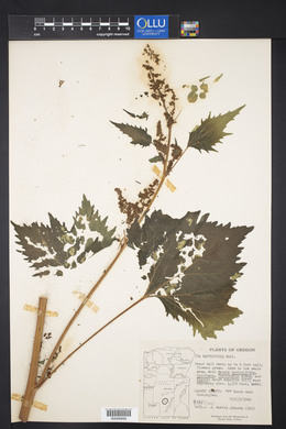 Cyclachaena xanthiifolia image