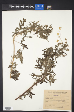 Ambrosia artemisiifolia var. elatior image