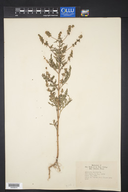 Ambrosia artemisiifolia var. elatior image