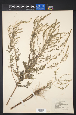 Ambrosia artemisiifolia var. elatior image