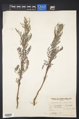 Ambrosia tenuifolia image