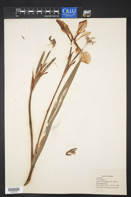 Iris virginica image